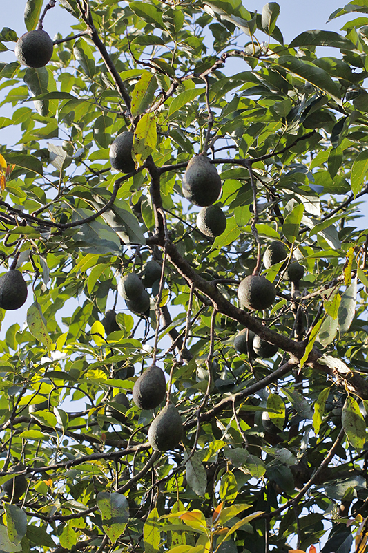 tree-image
