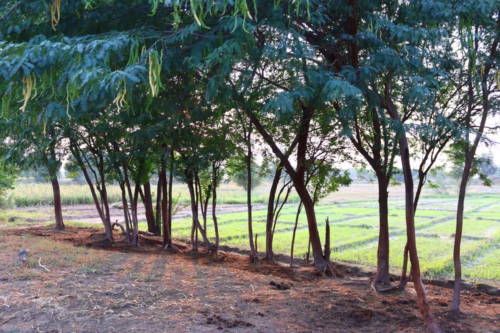 Boundary Trees package