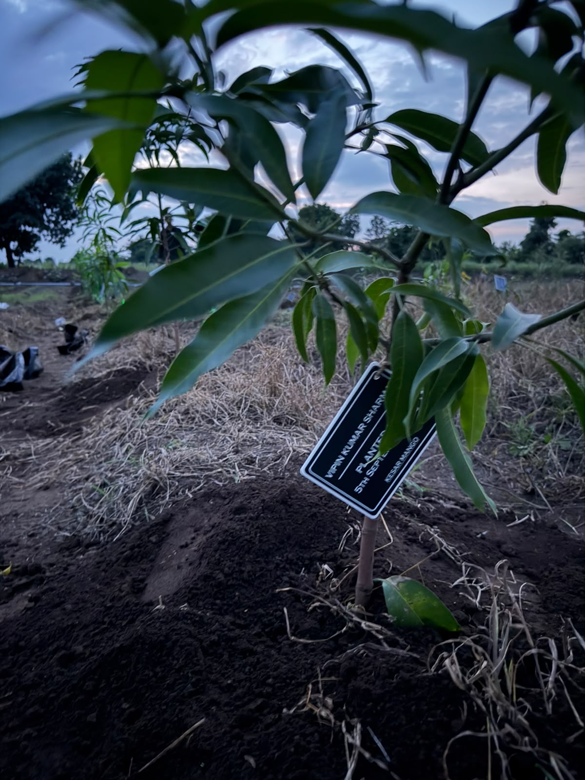 Fresh green growth from trees planted in past drives